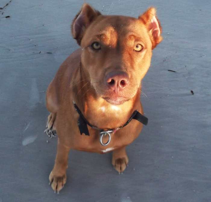 How an Epileptic Can Train a Seizure Alert Dog PetHelpful