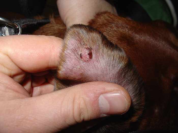 Histiocytoma on the ears of a boxer dog. 