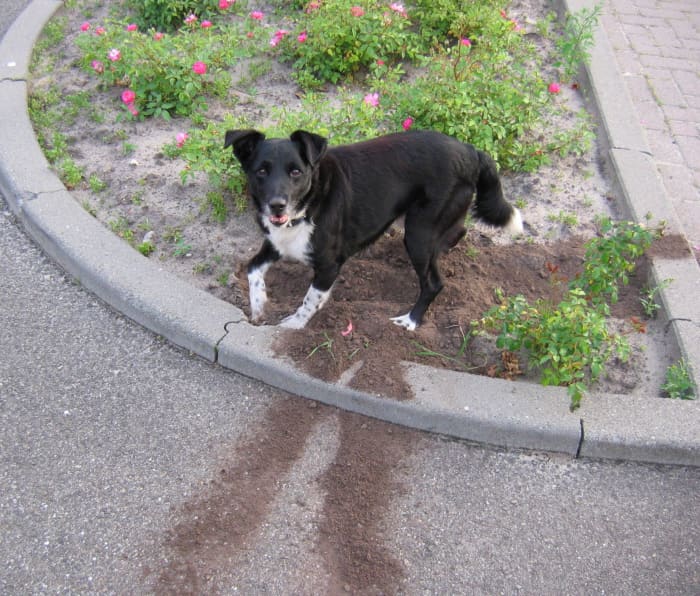 Dogs love to dig, especially in your garden. Make sure to keep things out of your garden that may harm your dog.