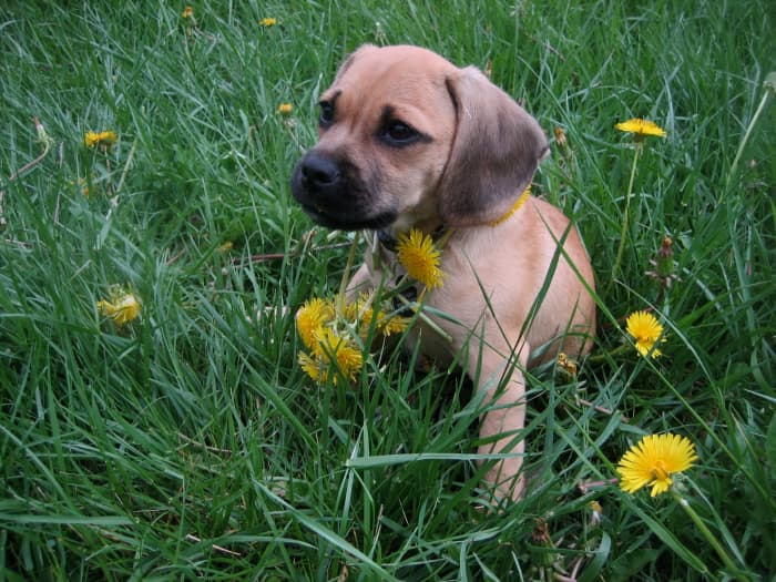 Let your puppy frolick in the weeds without worries by only placing plants that are healthy for your dog.