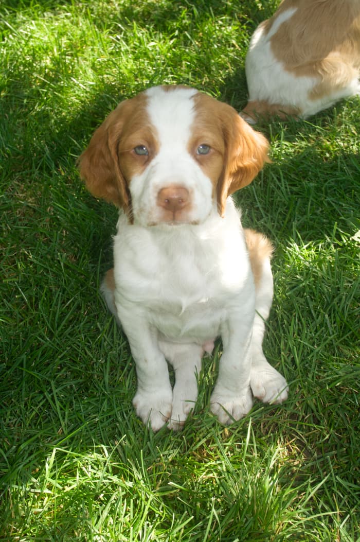 It would be great if your dog always sat nicely and never tore into your garden. Truth is, they will, and you want to be prepared.