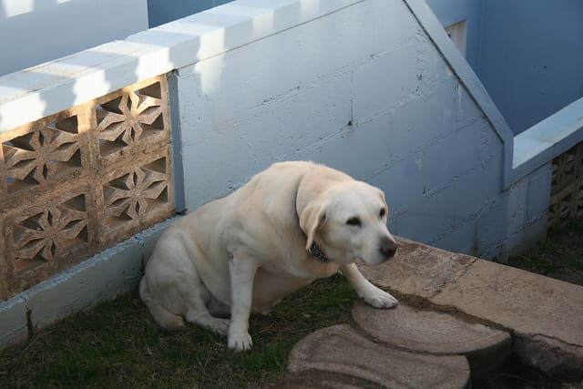 Fat dogs are not able to get around and often develop arthritis when still quite young, making them even less likely to get around.