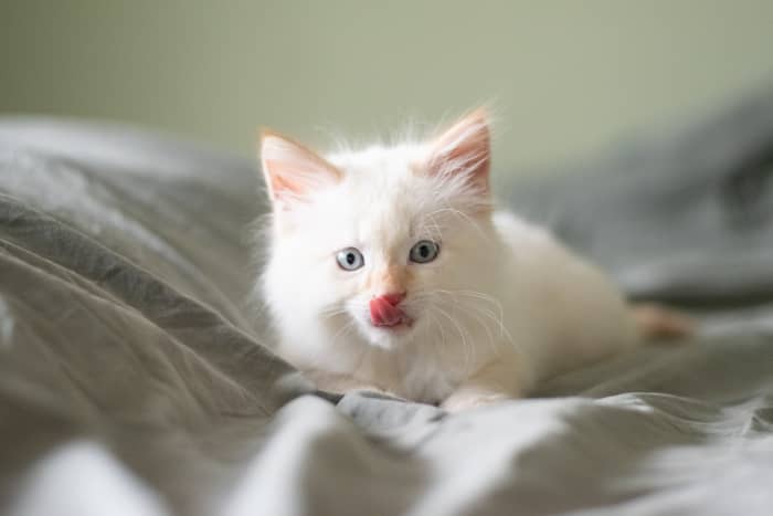 100+ Unusual and Unique Names for White Cats and Kittens - PetHelpful