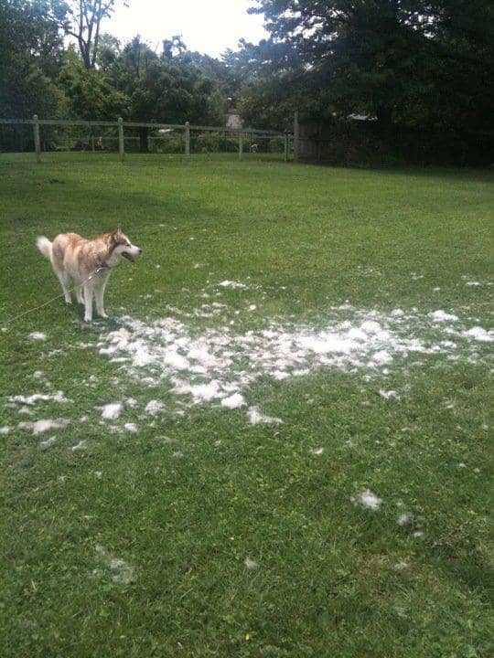 Sophie and all of the hair that just came off of her from a weekly brushing with a shedding blade.