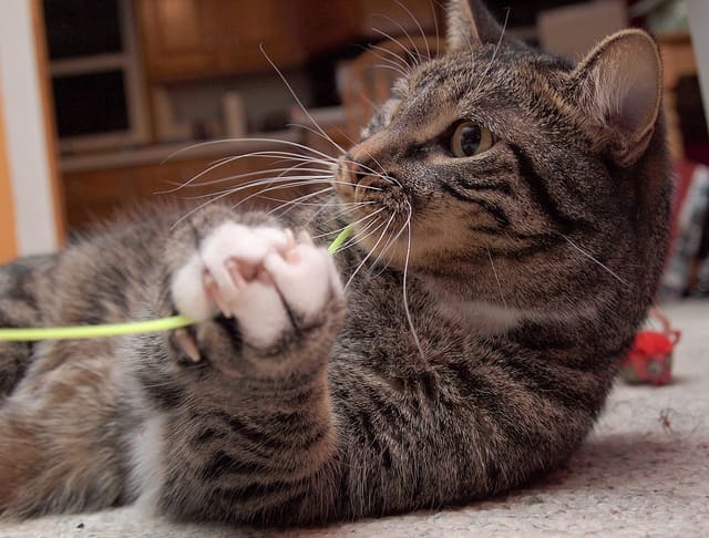 Why You Should Never Declaw Cats - PetHelpful