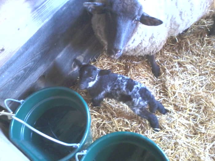 Securely hung flat-back buckets are good choices for providing water. 50-gallon troughs, or stock tanks, also work. If caring for lambs, buckets are suggested and should be hung high enough that the little lambs can't climb in!