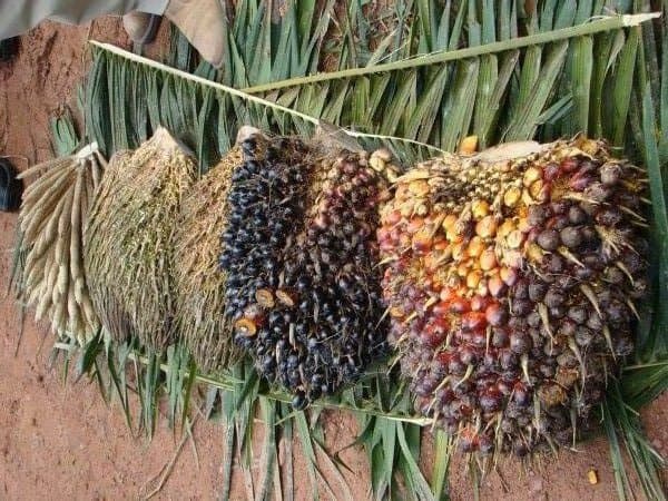 Fruit from the palm tree before it has been made into dende oil, a rich source of several antioxidants.