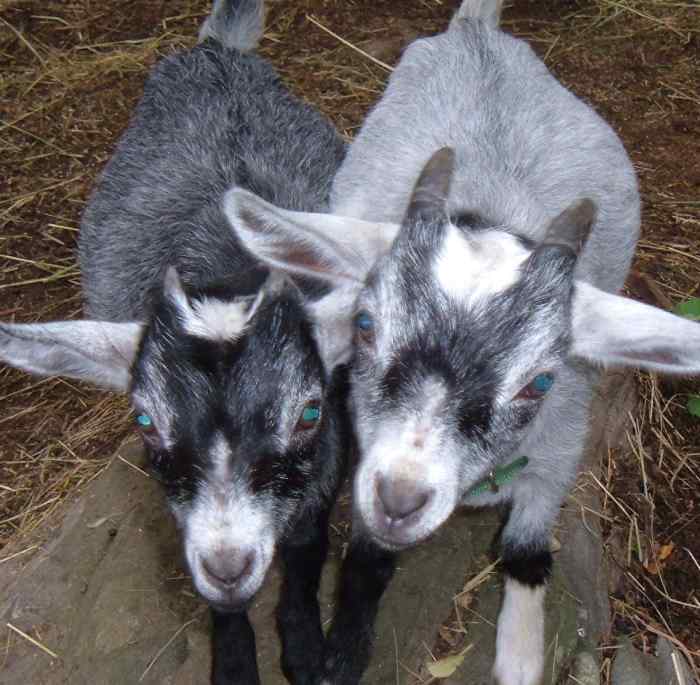 How We Built Our Pet Pygmy Goats Pen PetHelpful