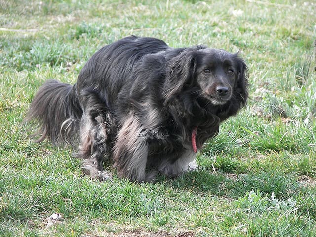 All dogs produce waste, so get rid of it correctly.