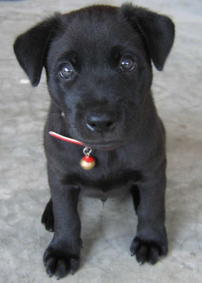 Your adorable little puppy will one day be a big dog, so don't give her a name that's too cutesy. Velvet or Shadow will remind you of her soft fur or mischievous nature long after she's grown without being too precious.