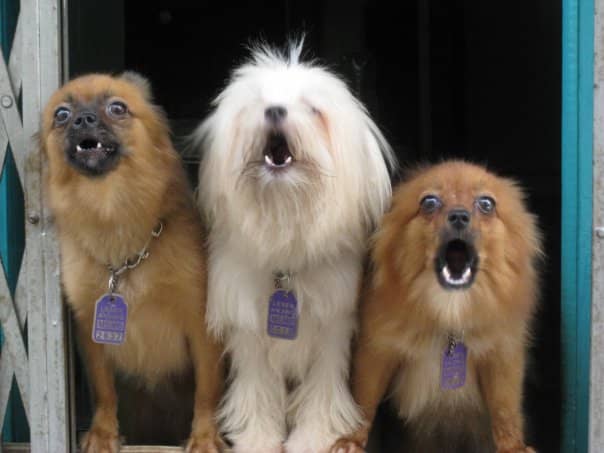 Are these dogs in your neighborhood? As soon as one stops the other starts up.
