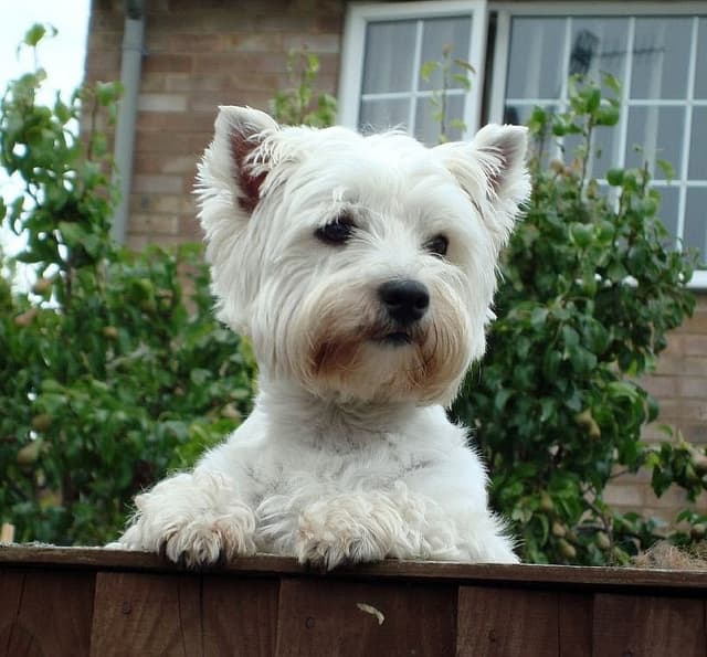 Westies are good watchdogs but can be trained to not bark excessively.