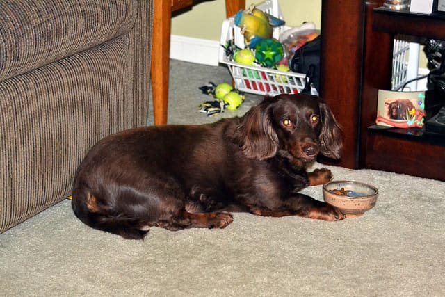 Once a dog develops food aggression, it can be difficult to deal with.