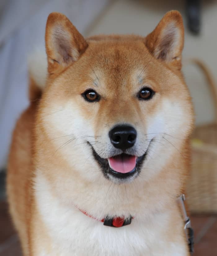 A Shiba Inu is a good choice if you want a dog that can be on its own for long periods while you are at work.