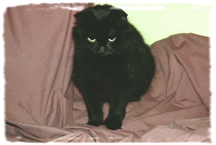 Nicholas was a rescue cat. I love/have loved all of my cats, but Nicholas was special.