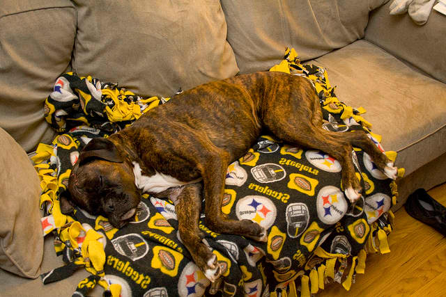 Provide your dog with a comfortable area to rest when she comes home after surgery.