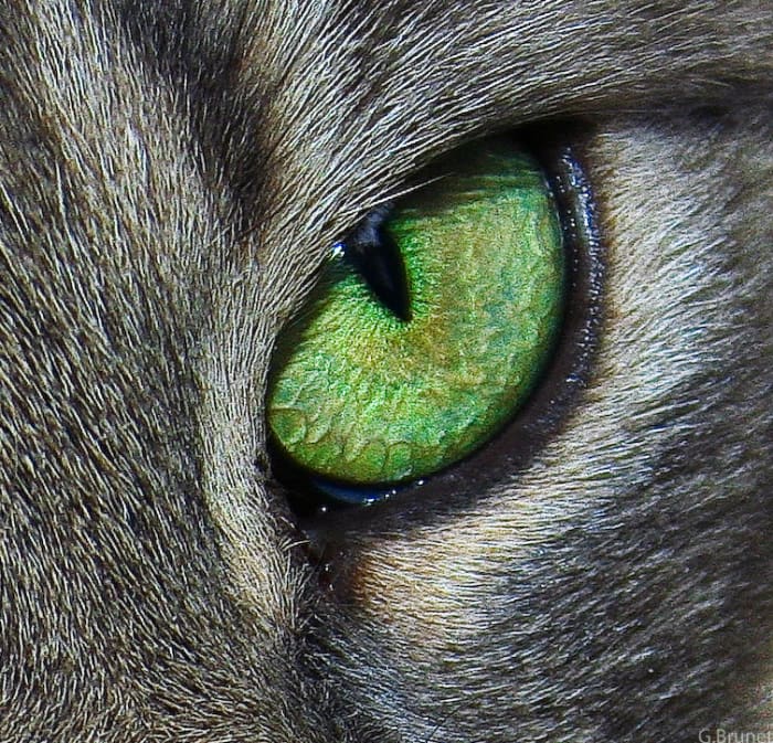 Healthy eyes should match one another in shape, alertness, and width of pupil. If one eye is more closed than another, then most likely it is injured. Also the whites in a cat's eye should be free of yellow or red.