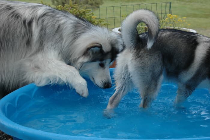 When introducing your dog to helpful cooling devices, take it literally one step at a time.