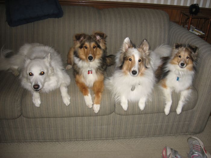 The author's dogs, including the recently deceased American Eskimo, Laika.