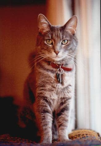 Cats, hamsters, rabbits, guinea pigs and other pets are all part of God's creation that will be restored in heaven.
