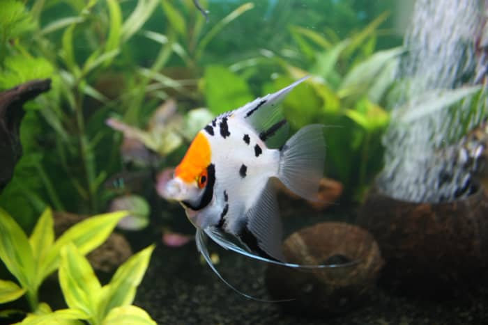 Notice the partial line in both the dorsal fin and anal fin... this is a trait that I would avoid if breeding Koi angels. What you want to avoid is any hint of the Zebra type fish.