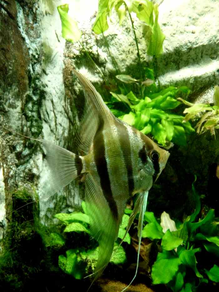 Selective Breeding and for Freshwater Angelfish PetHelpful