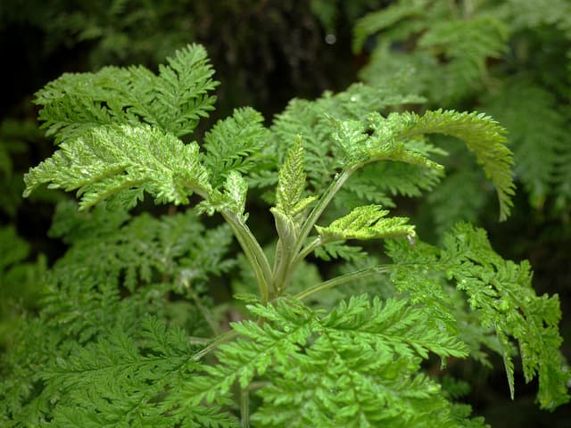 Wormwood, one of the ingredients of herbal heartworm therapy.