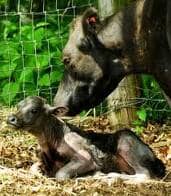 Hairless cows have been displayed in freak shows as morbid curiosities, but they rarely live past a few days of age.