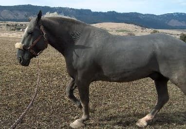 Hairless horses have popped up as spontaneous mutations for hundreds of years. They are prone to sunburns, overheating, and other skin conditions.
