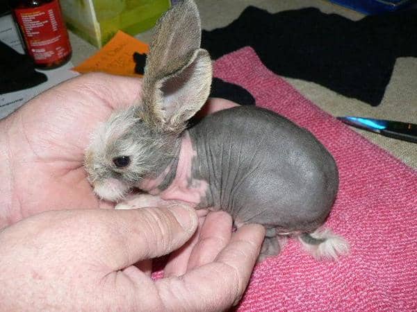 Hairless bunnies pop up as spontaneous mutations fairly frequently but often die early-on in their lives.