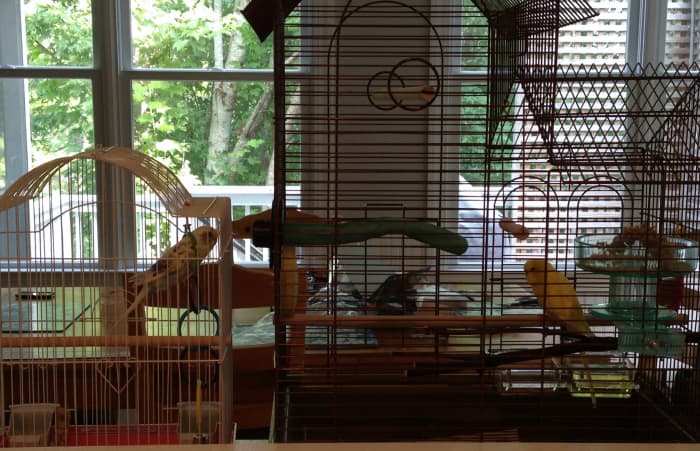 Before adding a new bird to the cage, keep the birds in separate cages that are side by side for a week so they can get used to each other.