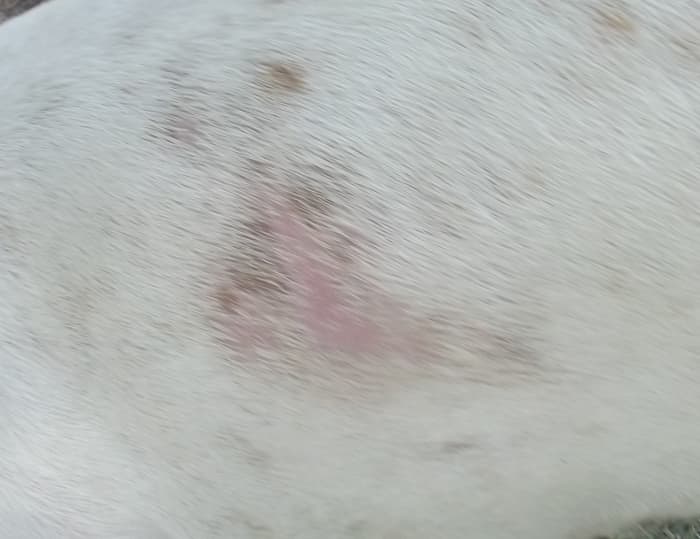 Demodectic mange may start with some hair loss and red skin, but most dog owners ignore this at first.