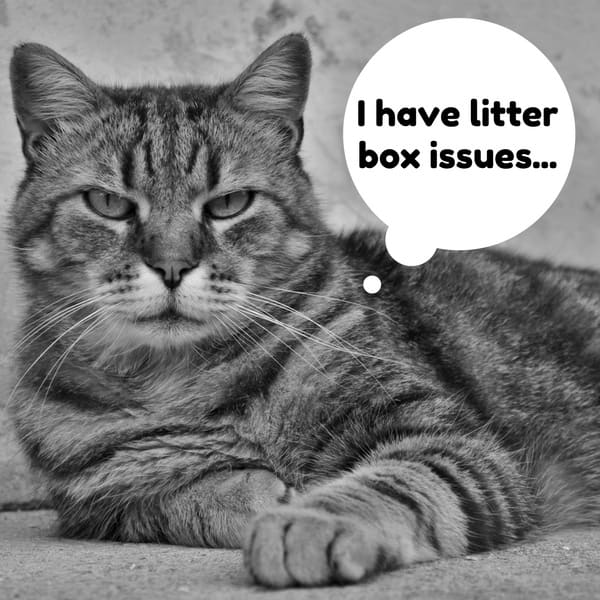 There are a variety of issues that can cause a cat not to use its litter box. Some cats are very picky and making even one small improvement might make a huge difference.