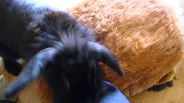 Cocoa with her teddy. She loves this teddy and grooms it constantly. She lies beside it and uses it as a nest!