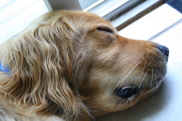 Our dog was successfully treated with Benadryl and a steroid injection. He was extremely sleepy after receiving it, which is a common side effect.