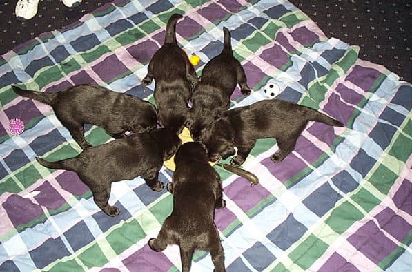 Do not forget that you´ll be buying a lot of food if the breeding is successful.