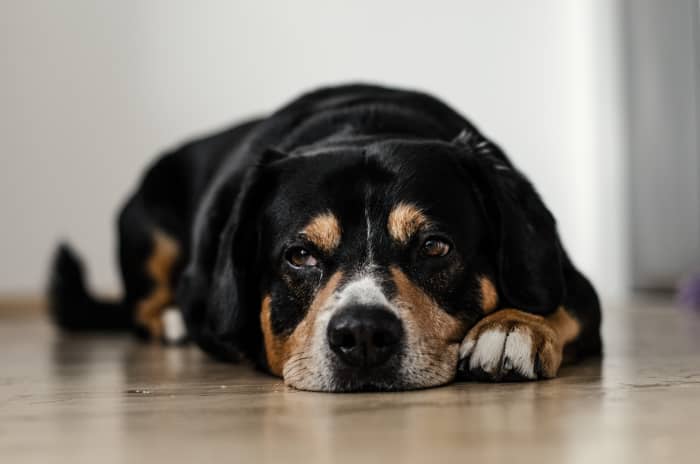 Training your dog on a few other commands will likely help you train her to be less anxious when you're not around.