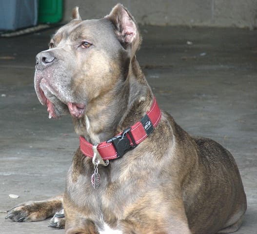 It's important to know how to prevent aggression in your Cane Corso.