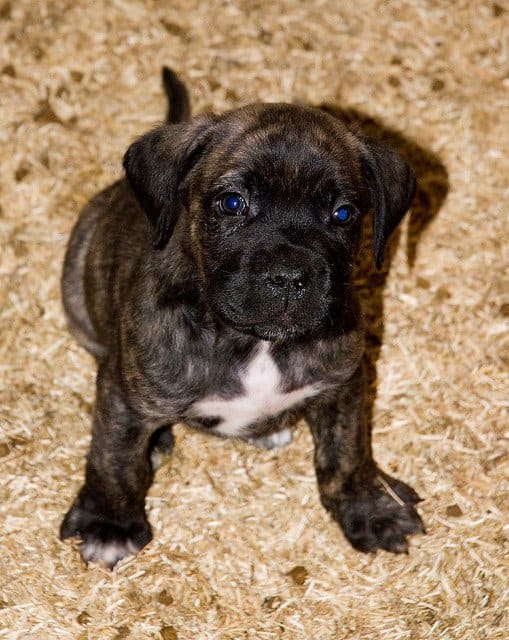 You should train your Cane Corso to be comfortable during his physical exam.