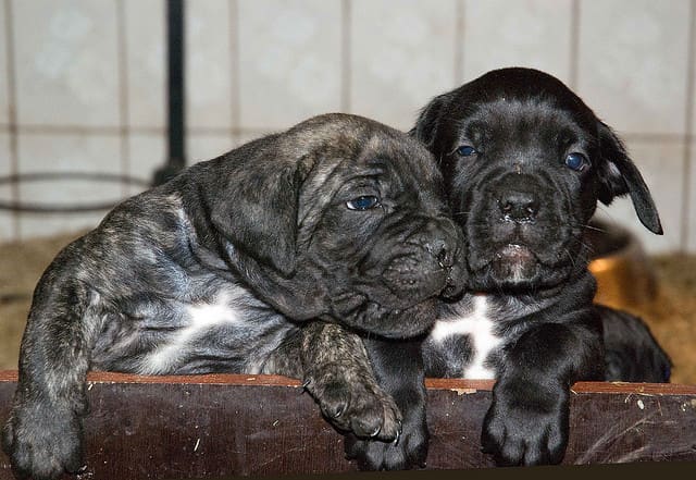 Socialization of your Cane Corso puppy should start early.