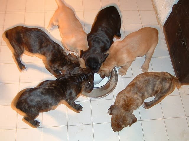 If your dog becomes pregnant, it's important to have a plan in place for the puppies.