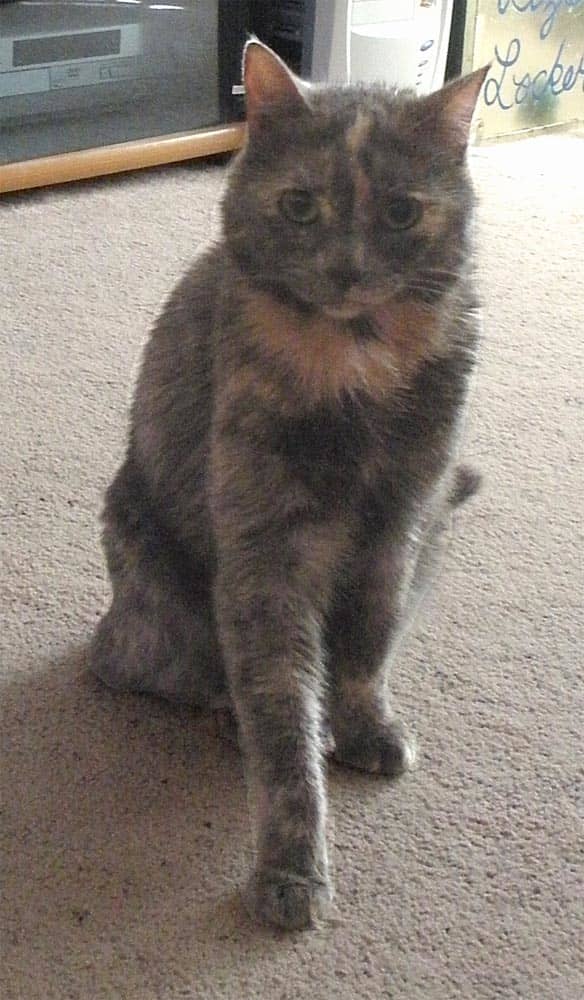 She was such a beautiful dilute smoke tortie, and quite the scamp as a kitten; she used to climb my husband and sit on his head!