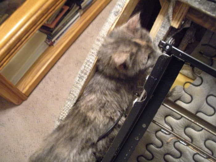 Poor Patches, jammed in under the couch next to the recliner mechanism while trying to escape a seizure; poor kitty was upside-down in this predicament. The couch is turned upside-down in the photo!