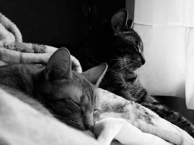 If you have youngsters, be sure to teach them how to interact with your cats. 