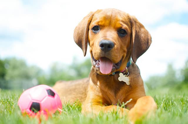 You might find a great mixed breed puppy at your local animal shelter.