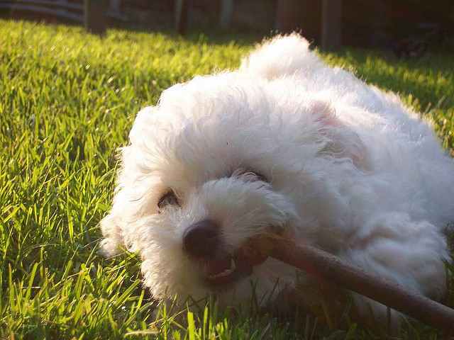 The Maltese do not shed much and since they are small dogs they do not eat much.