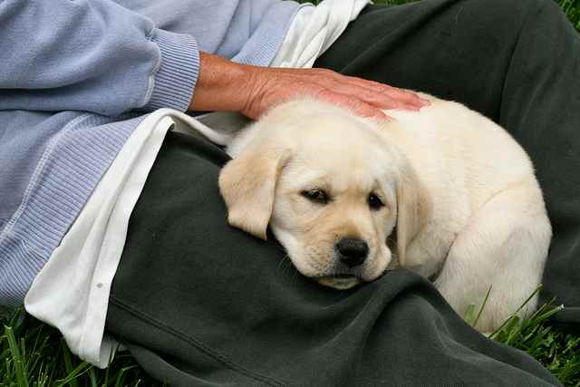 The Labrador Retriever is a popular large dog.