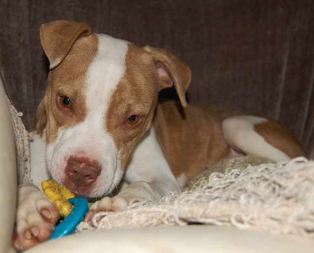 Pit bull puppies come in all sorts of colors but some insurance companies will not cover families with these pets.