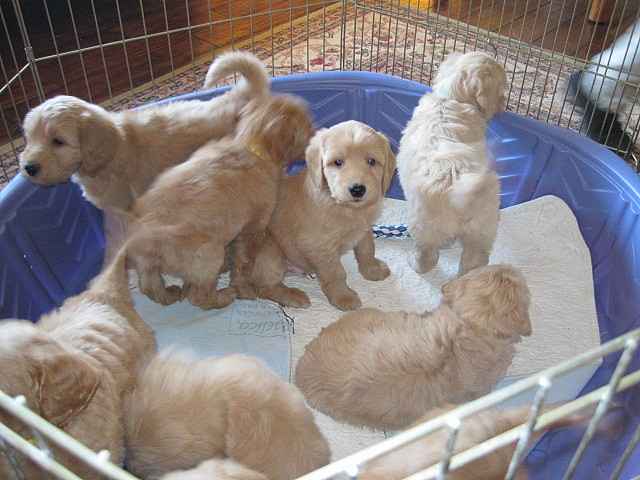 The Labradoodle is a "designer dog" produced by crossing a Poodle and a Labrador Retriever.