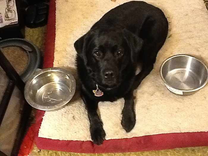 Four Useful sites for Dog Lovers Descriptions and Ratings PetHelpful